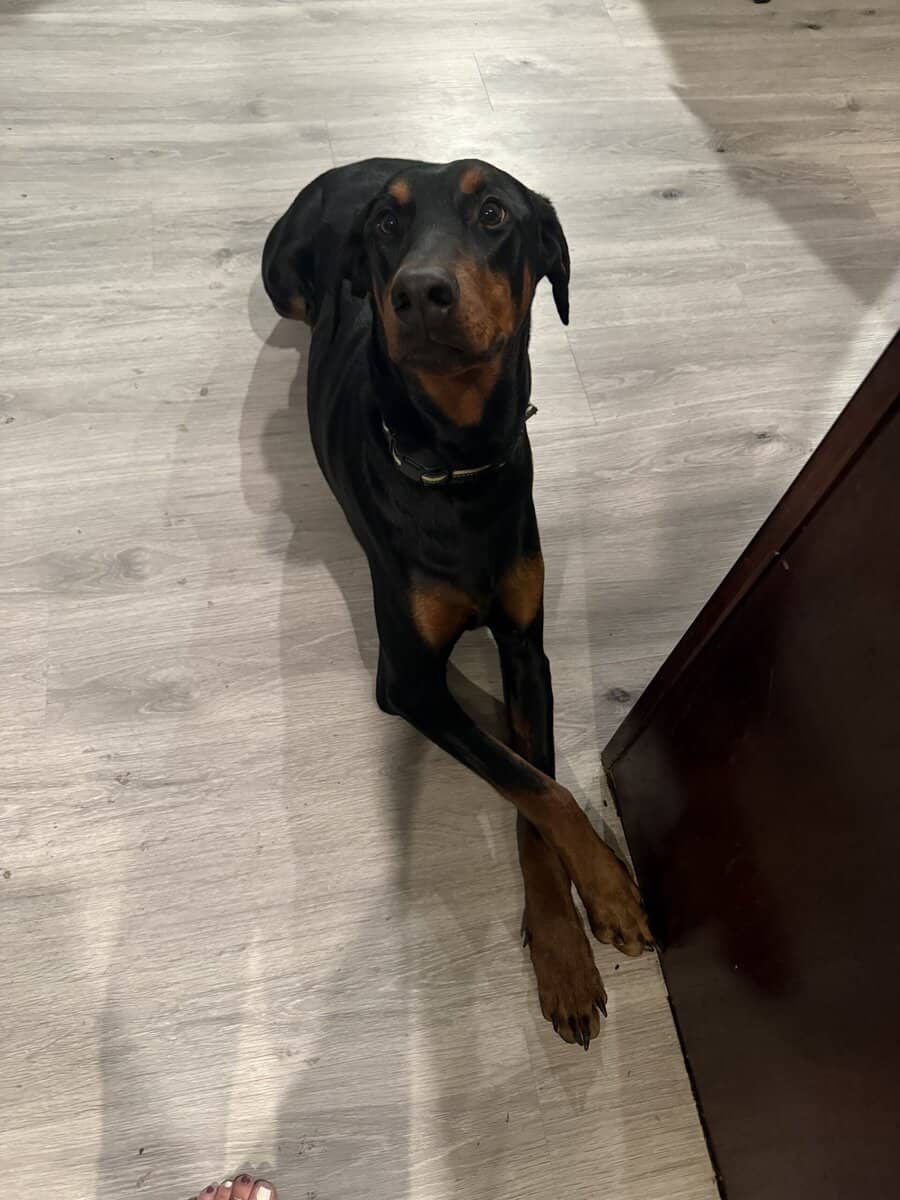 Doberman image 2