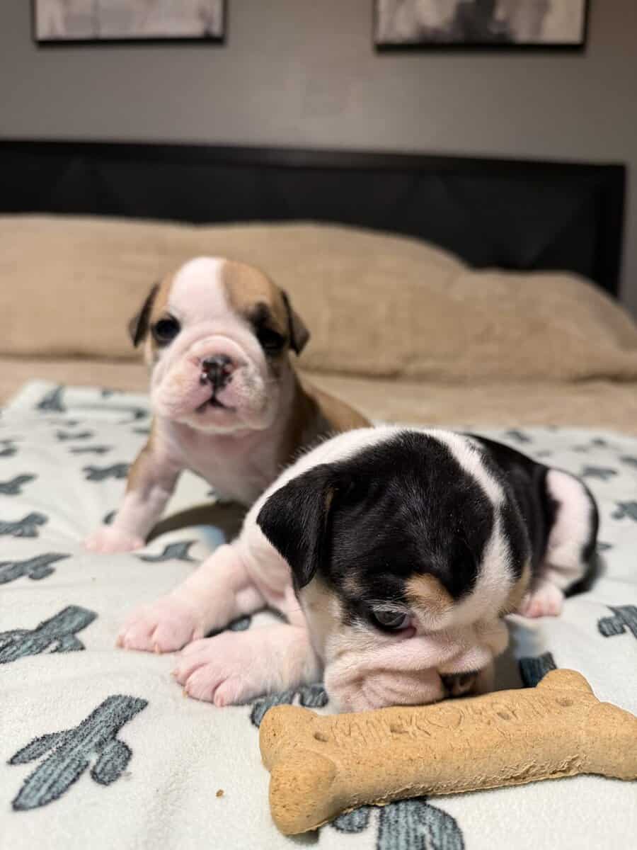 English Bulldog puppies image 5