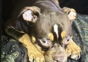 Beautiful tri bully pup for adoption