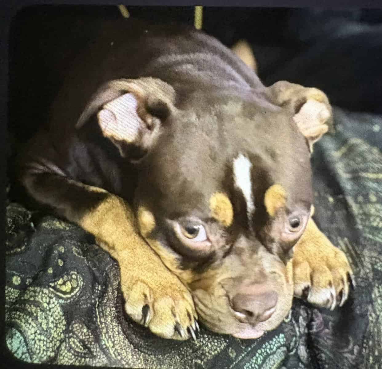 Beautiful tri bully pup for adoption image 1