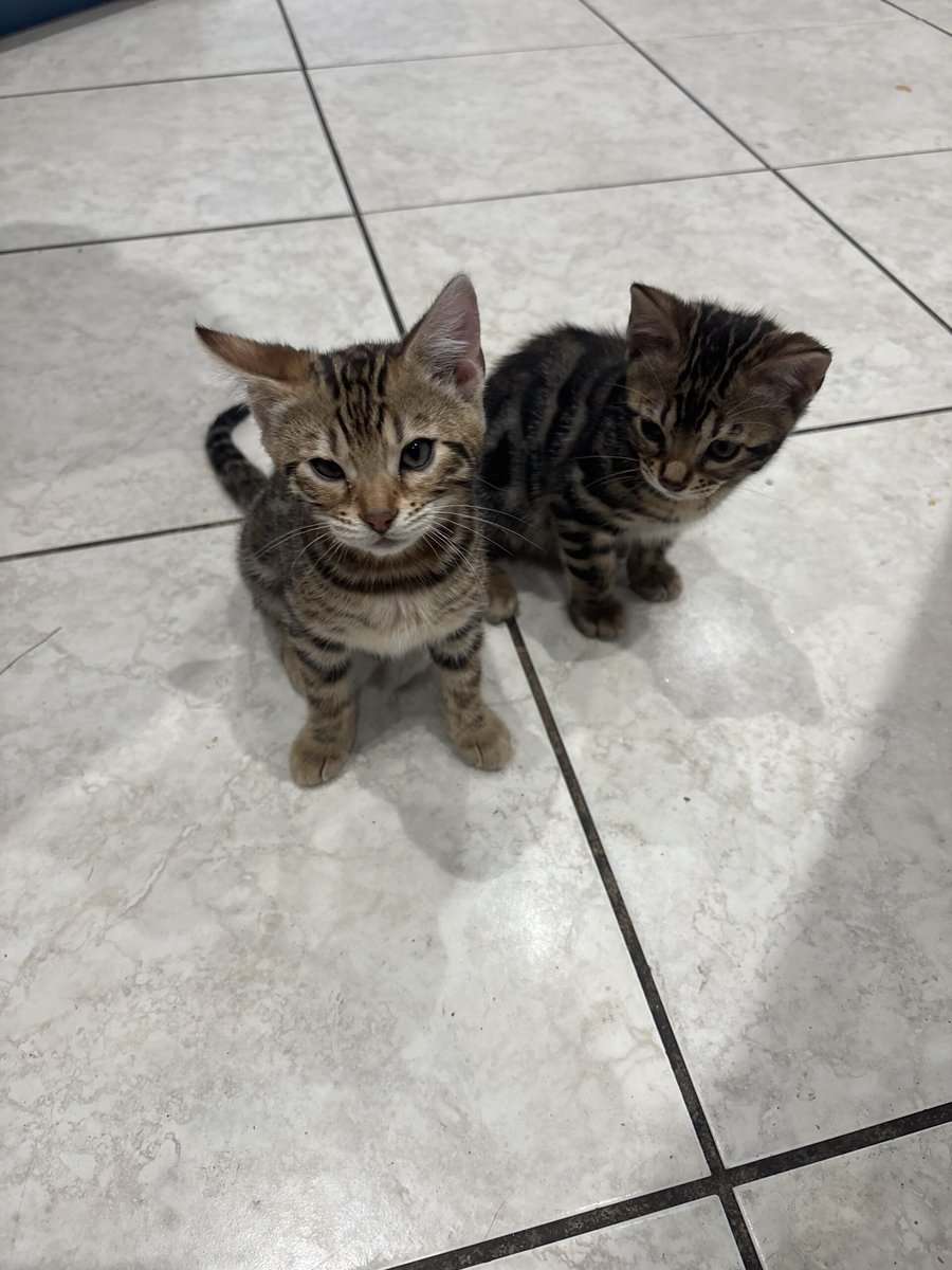 Bengal kittens image 1