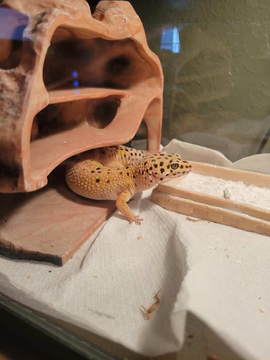 Leapord Gecko Rehoming image 2