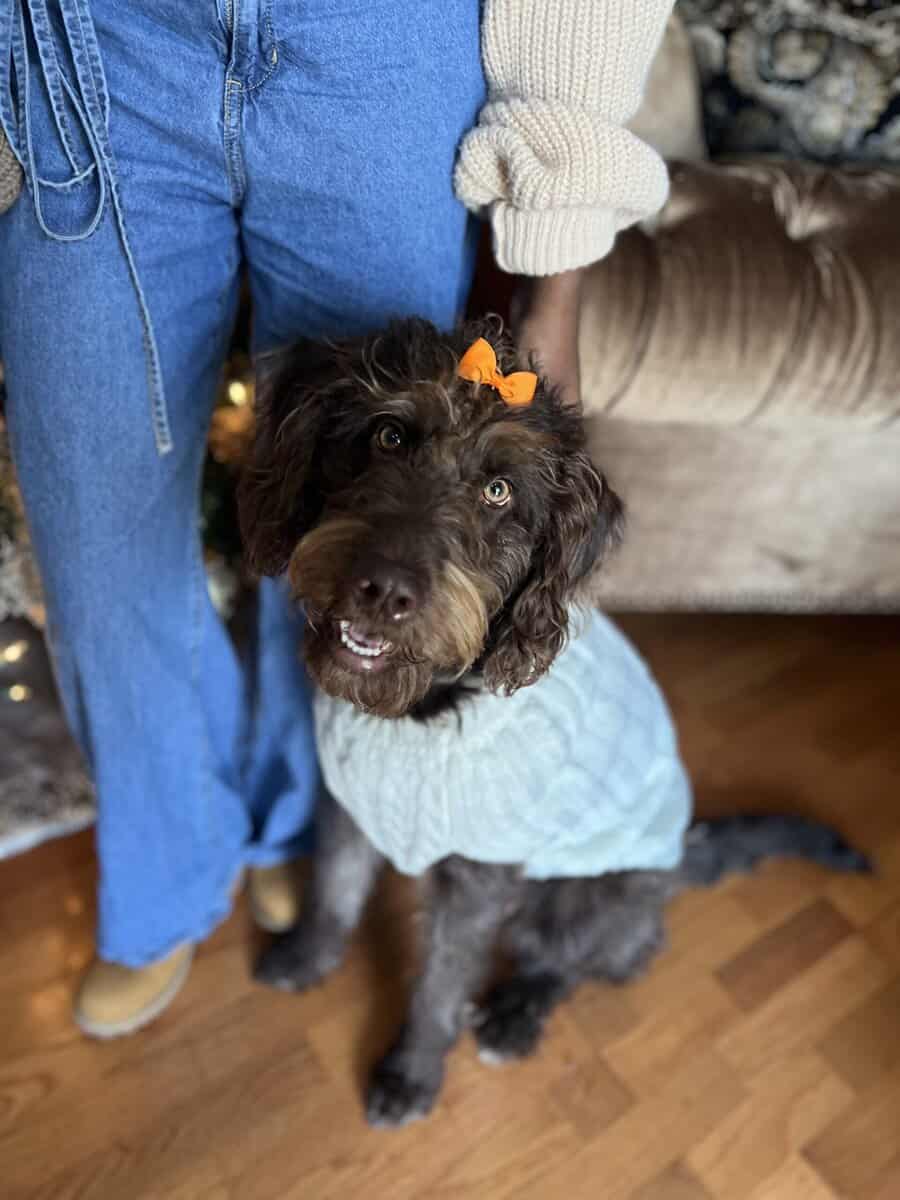 Coco, labradoodle, 2 years old image 9