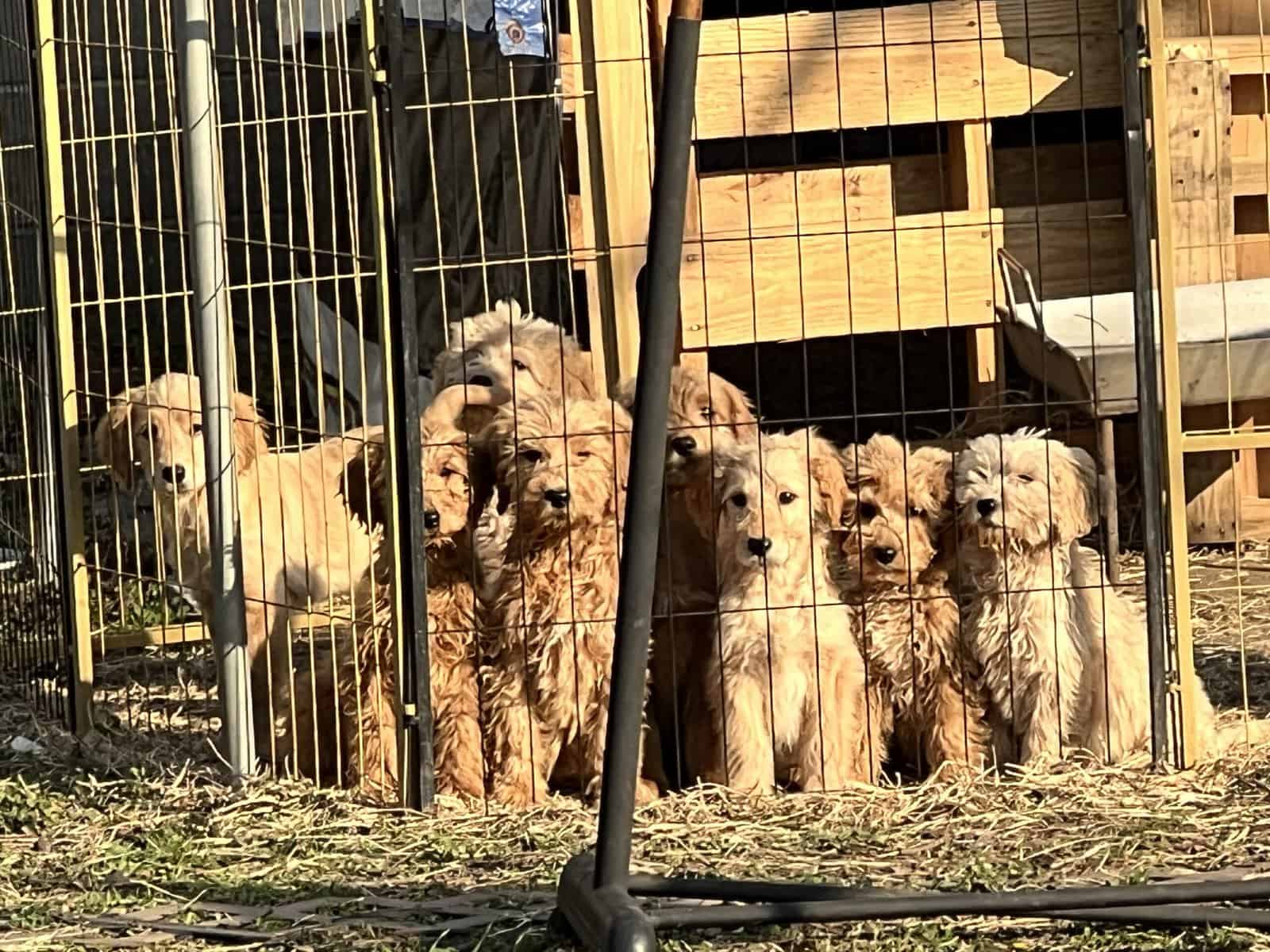 Goldendoodle puppies image 2