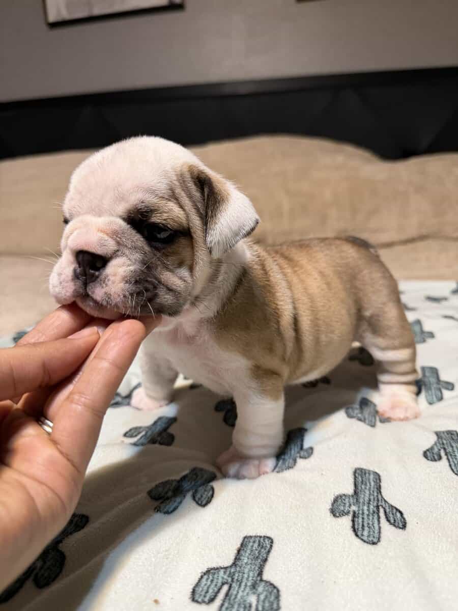English Bulldog puppies image 12