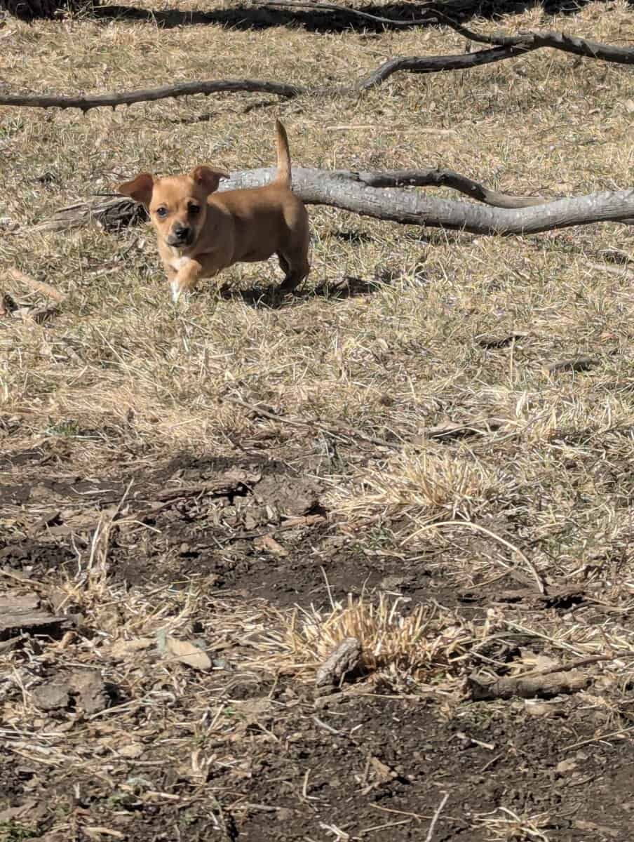 Chiweenie puppy Leia image 2
