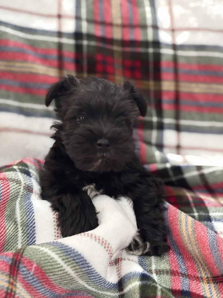 Mini Schnauzer image 6