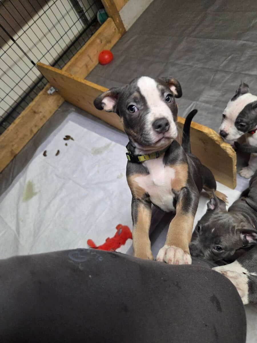 Pitbull puppies image 7