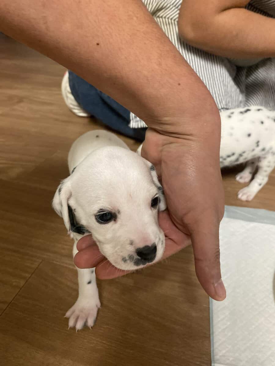 Dalmatian puppies image 6