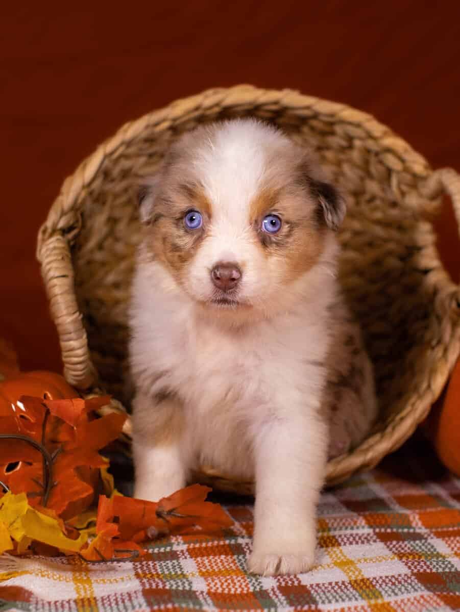 Red Merle Female image 4