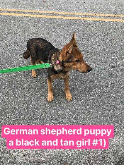 Akc German Shepherd Puppies image 1