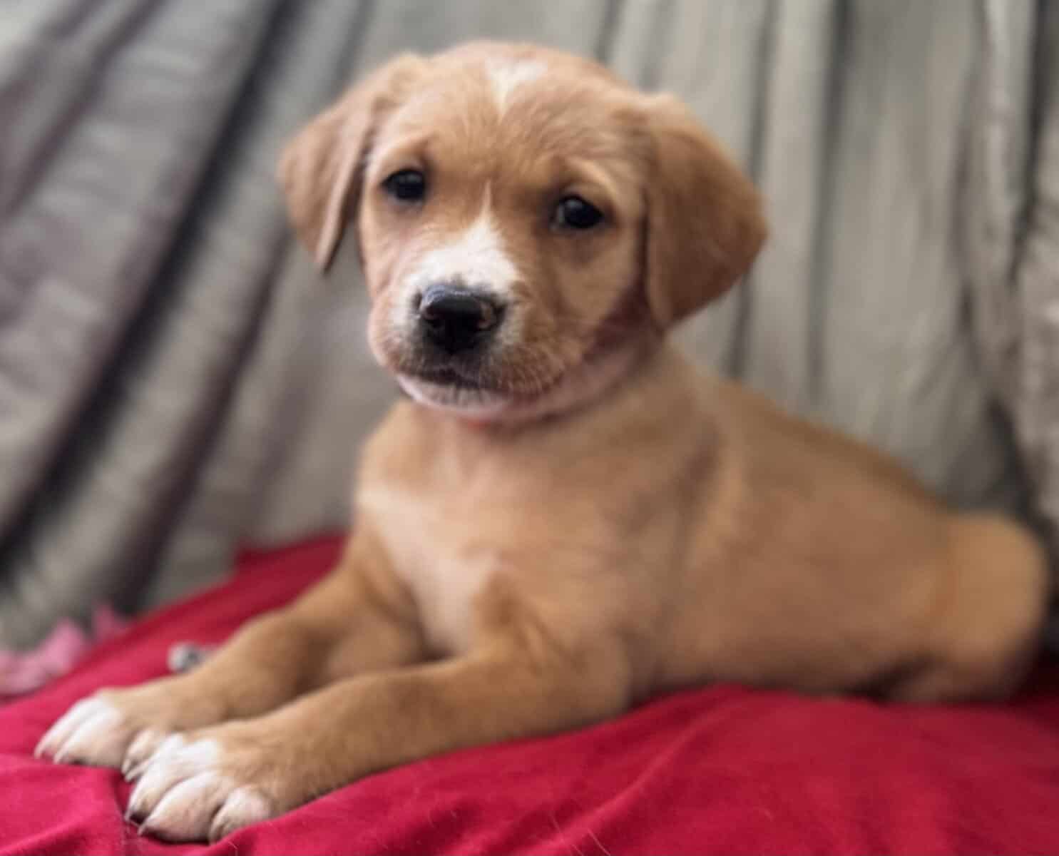 Golden Retriever/Alaska Husky Puppy image 1