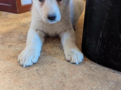 AKC German Shepherd puppy