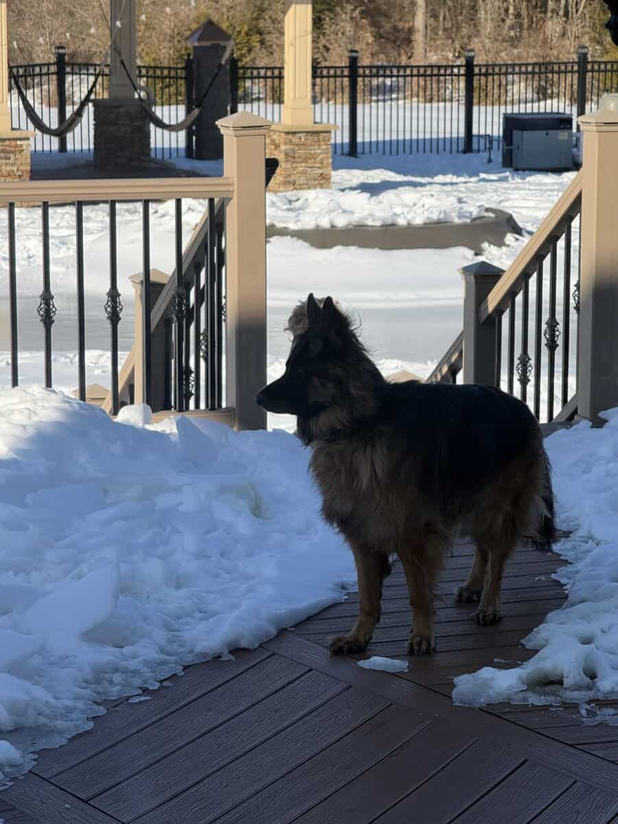 Purebred Champion German Shepherd image 22