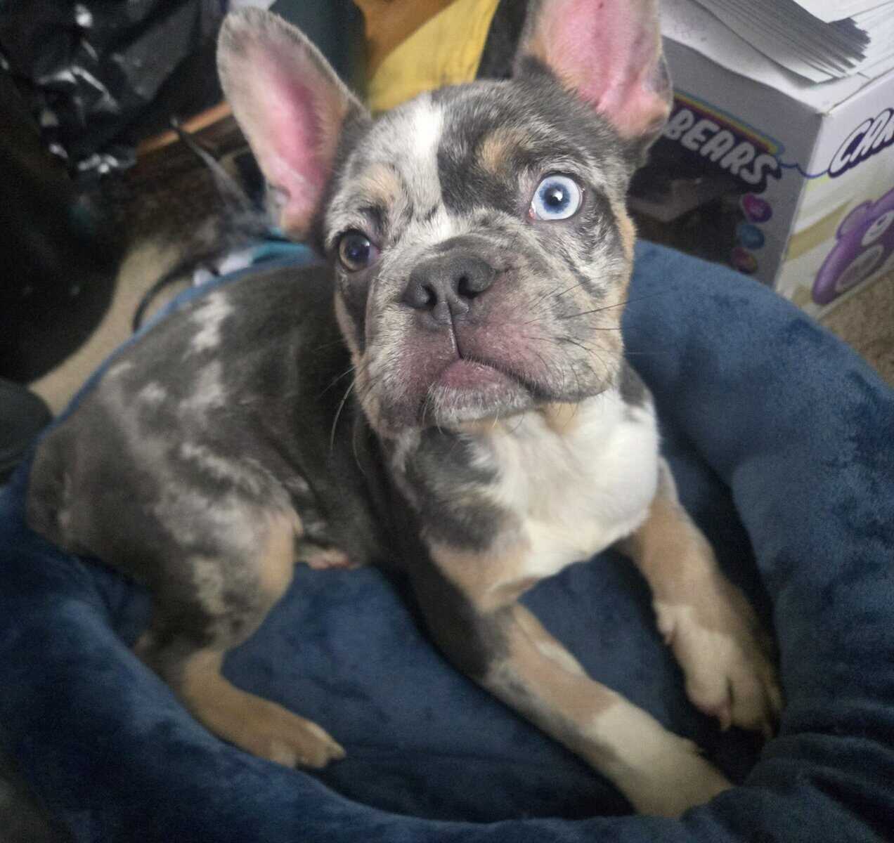 Blue Merle Male Frenchie image 4
