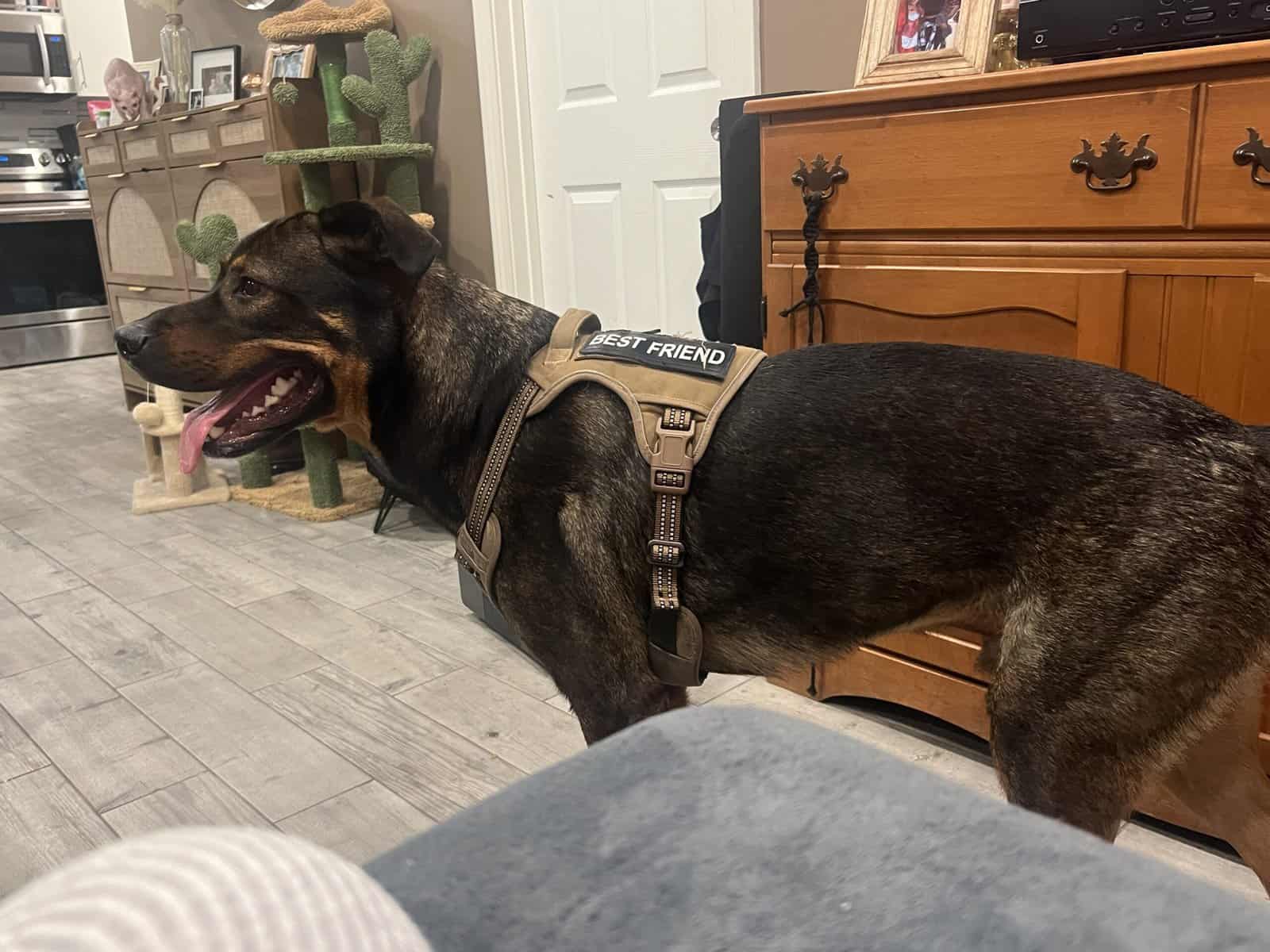 Meet Mike! The best boy. image 5