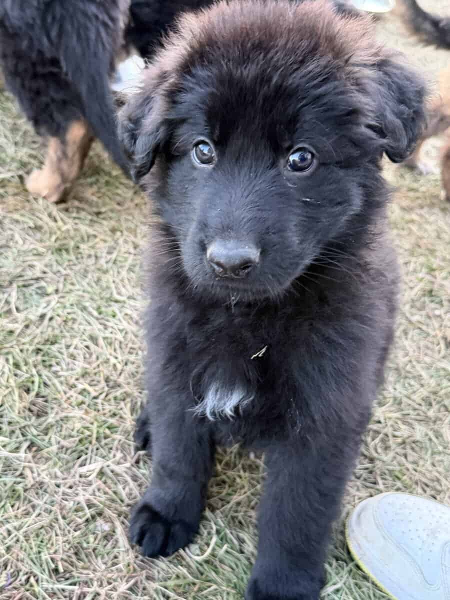 German shepherd puppies image 2