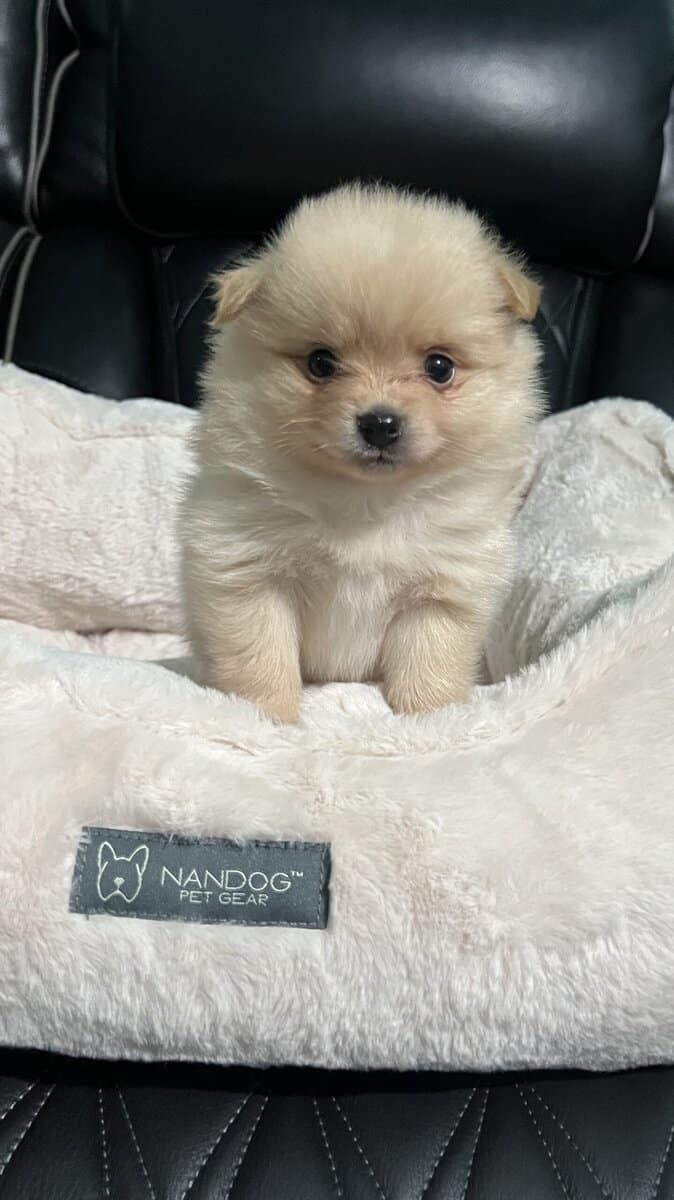 Pomeranian Puppies image 2