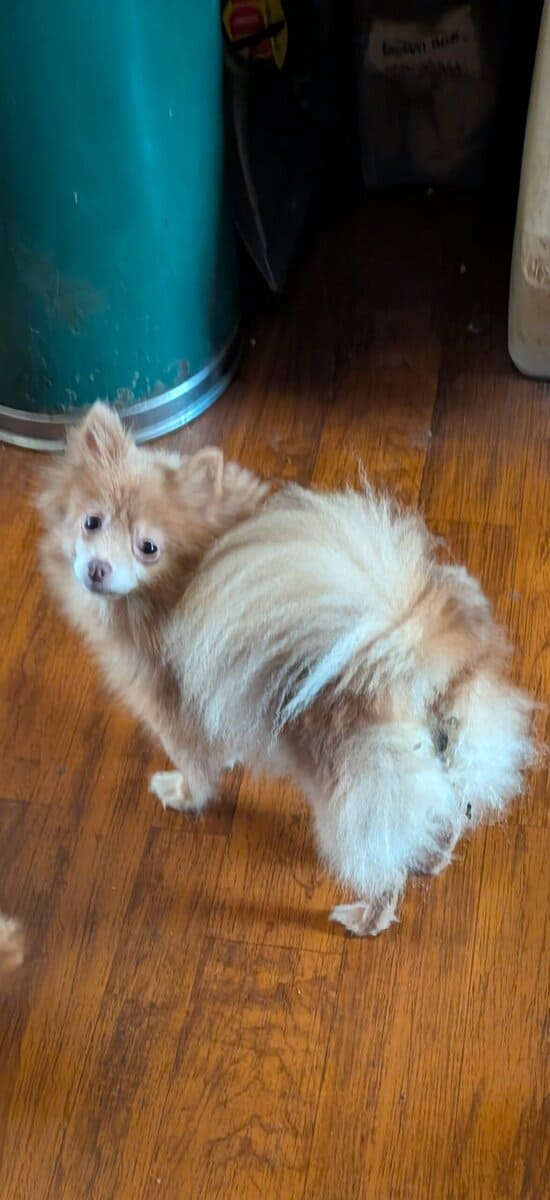 Gorgeous fluffy pomeranians image 6
