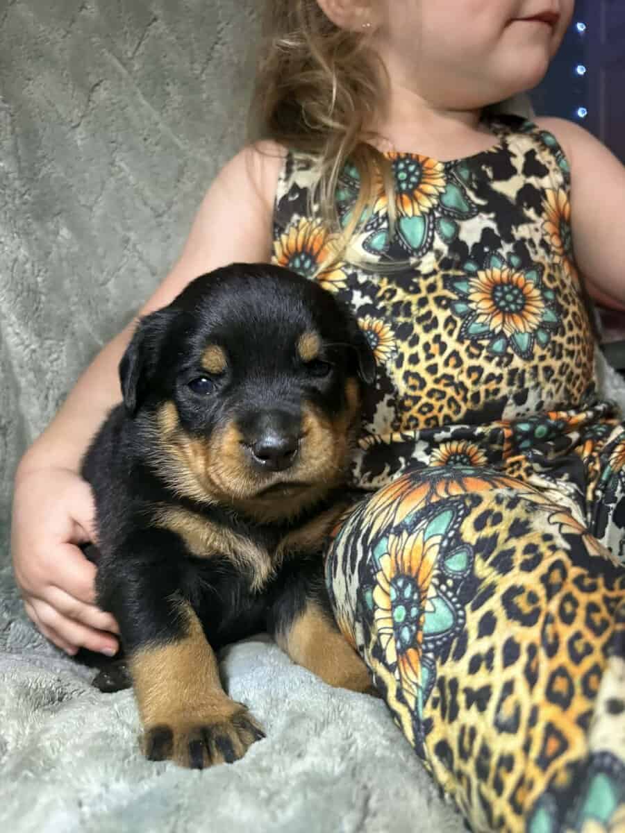 AKC Rottweiler Puppies image 10