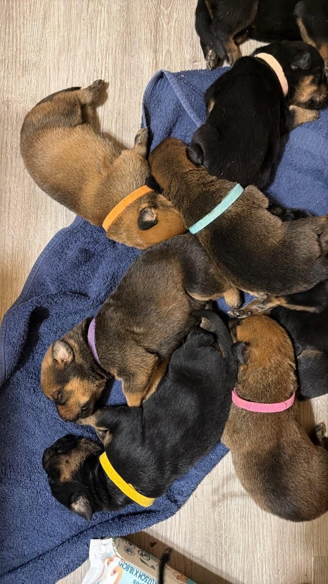 Rottweiler x Malinois puppies image 1
