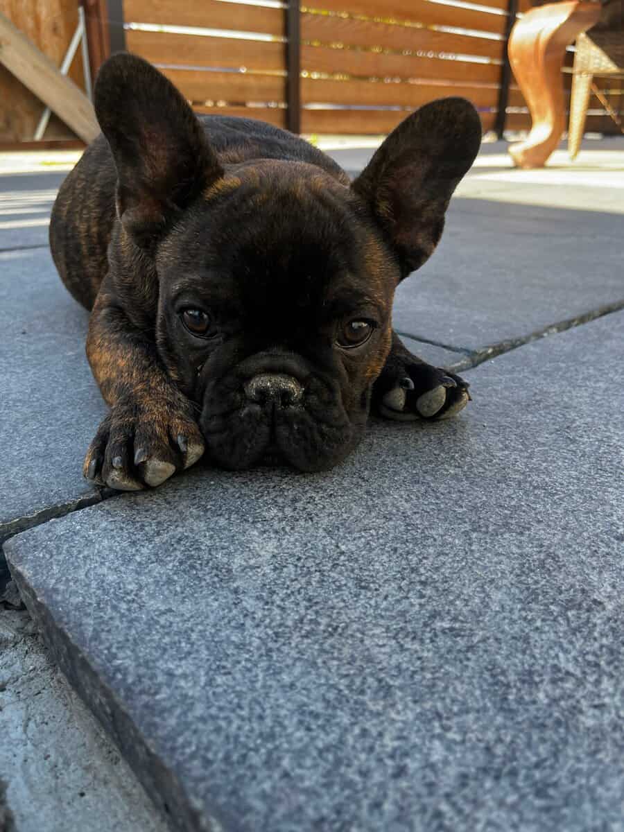 READY TO GO NOW – FRENCH BULLDOG PUPPIES 🐶 image 5
