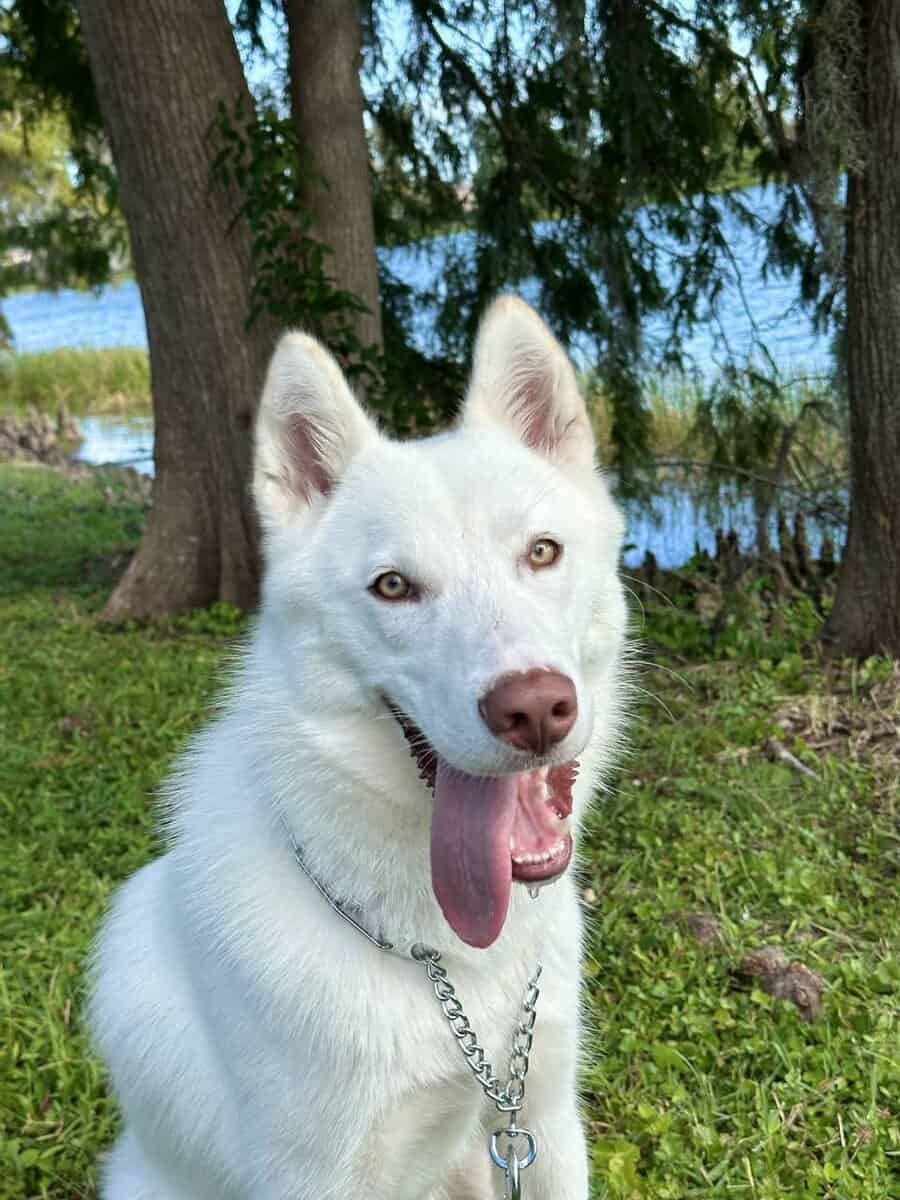 Husky adoption image 1