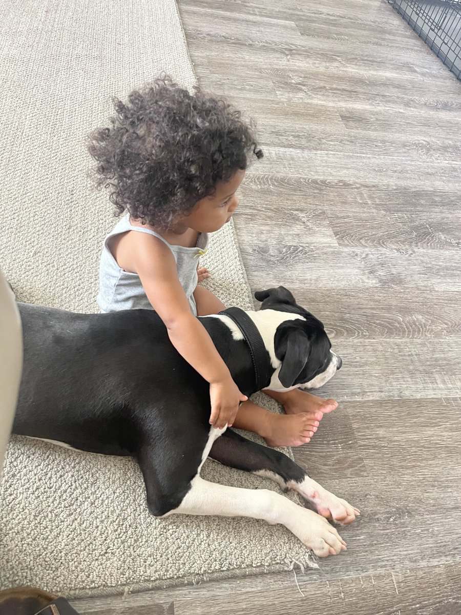 American Pit Bull Terrier image 6