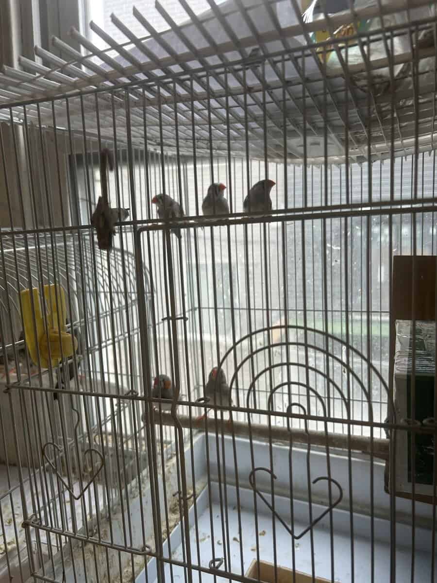 Zebra finches image 4