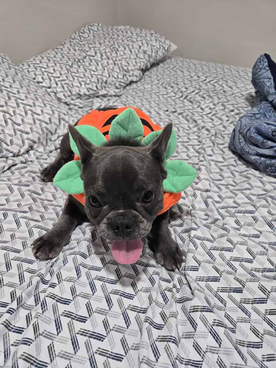 French bulldog image 6