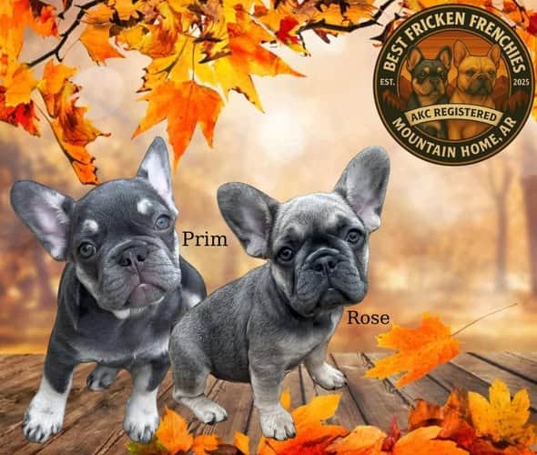 FRENCH BULLDOG EXPECTING IN MARCH image 2