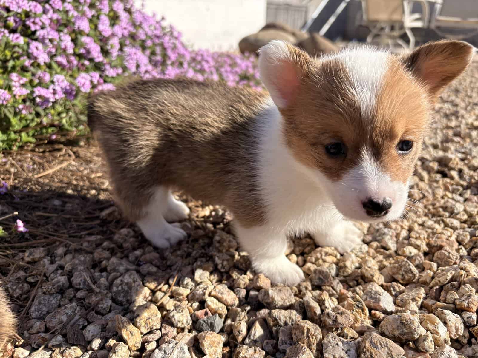 Purebred Pembroke Welsh Puppies image 1