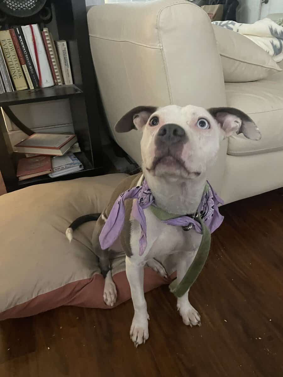 Female bull terrier image 4