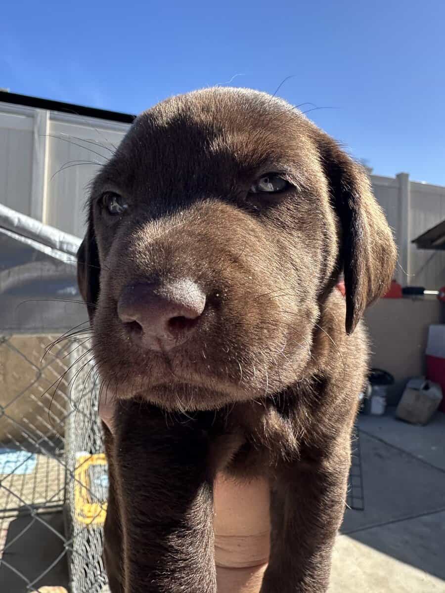 AKC lab puppies image 5