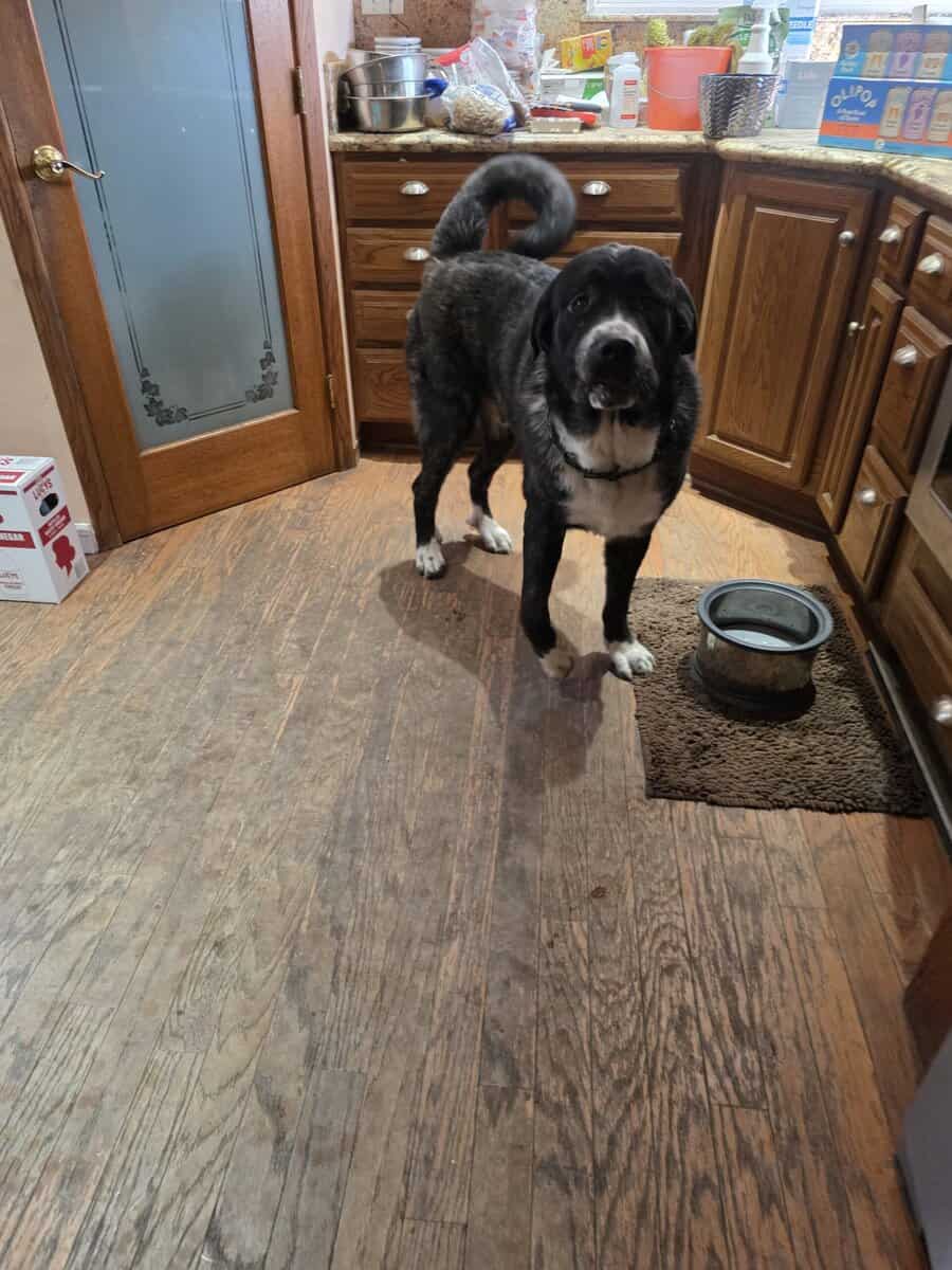 Great Pyrenees/cane corso mix image 2