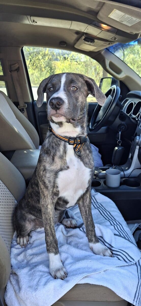 Need to find Juno a new home!!! image 3