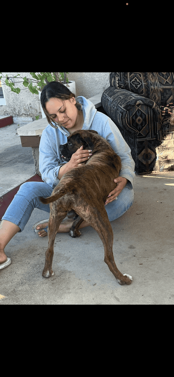 Great dog needs loving home image 4