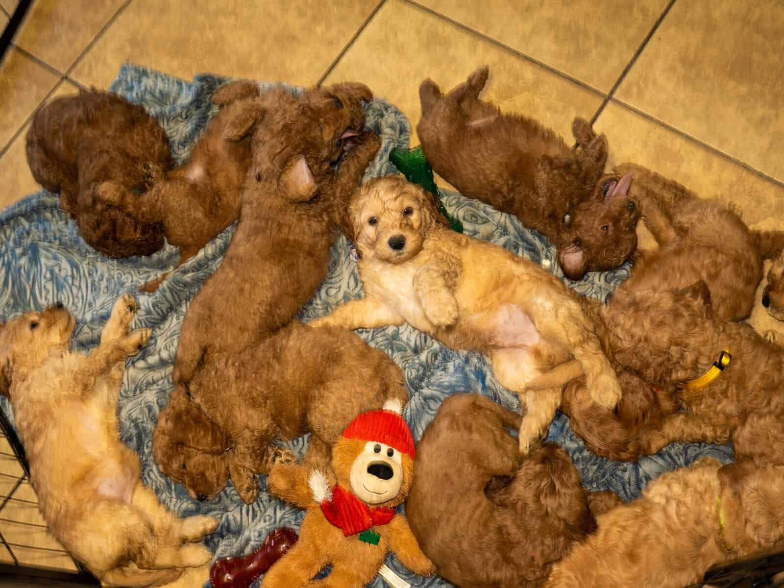 Sriracha - Family raised Female F1B Goldendoodle image 5