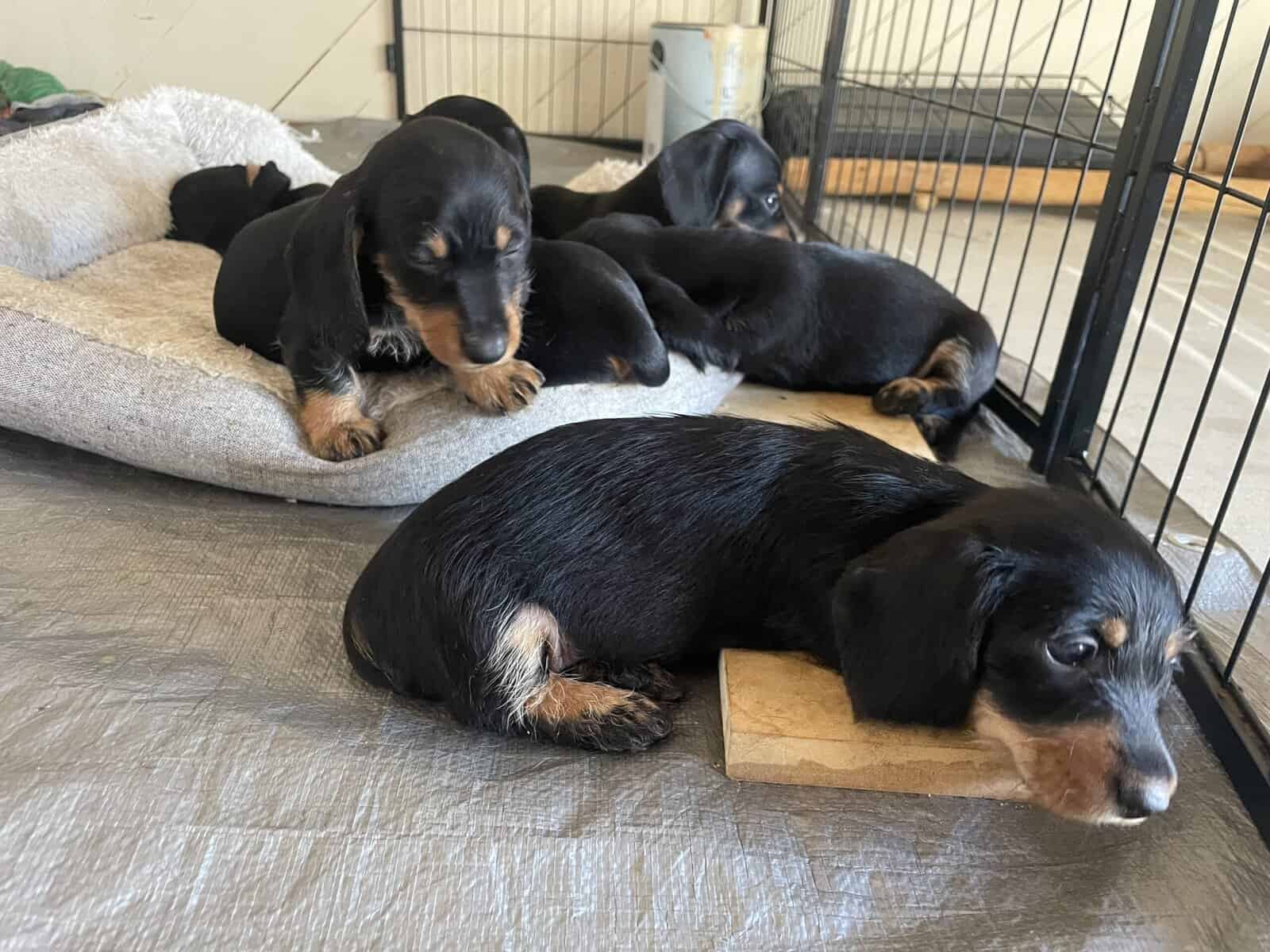 Female Miniature Dachshounds image 4