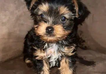 Teacup Yorkie