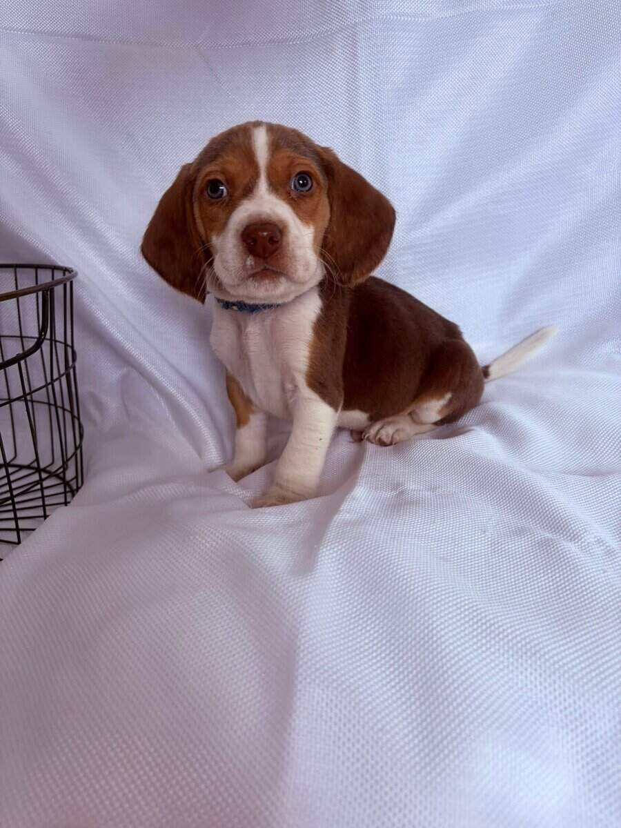 6 week male beagle pup blue collar image 3