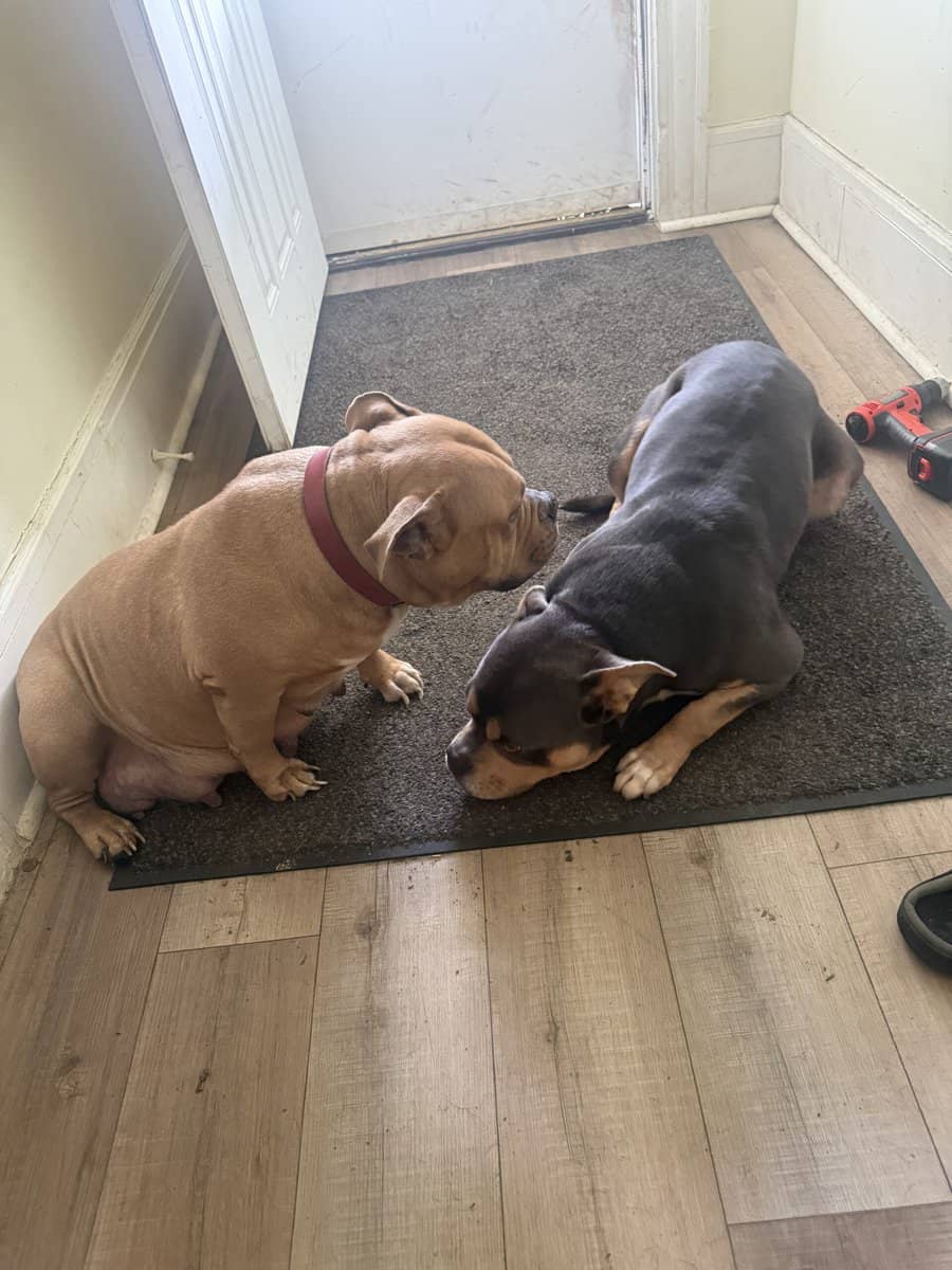 American bully puppies coming soon image 2