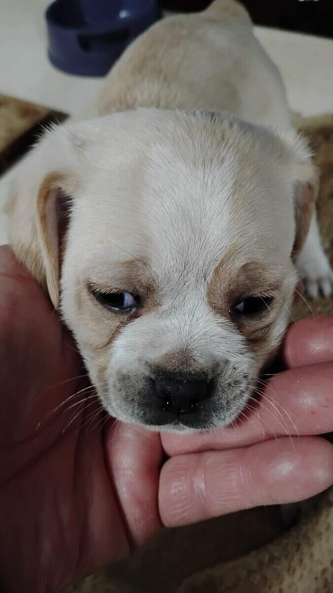 4 Chug puppies for sale $300 image 9