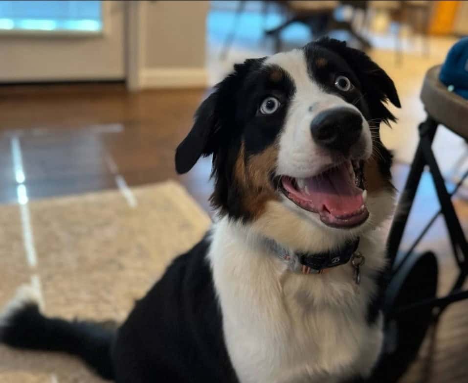 1 y/o Australian Shepard Mix image 1