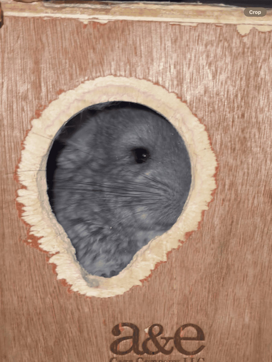 Angora Girl Chinchilla Young image 3