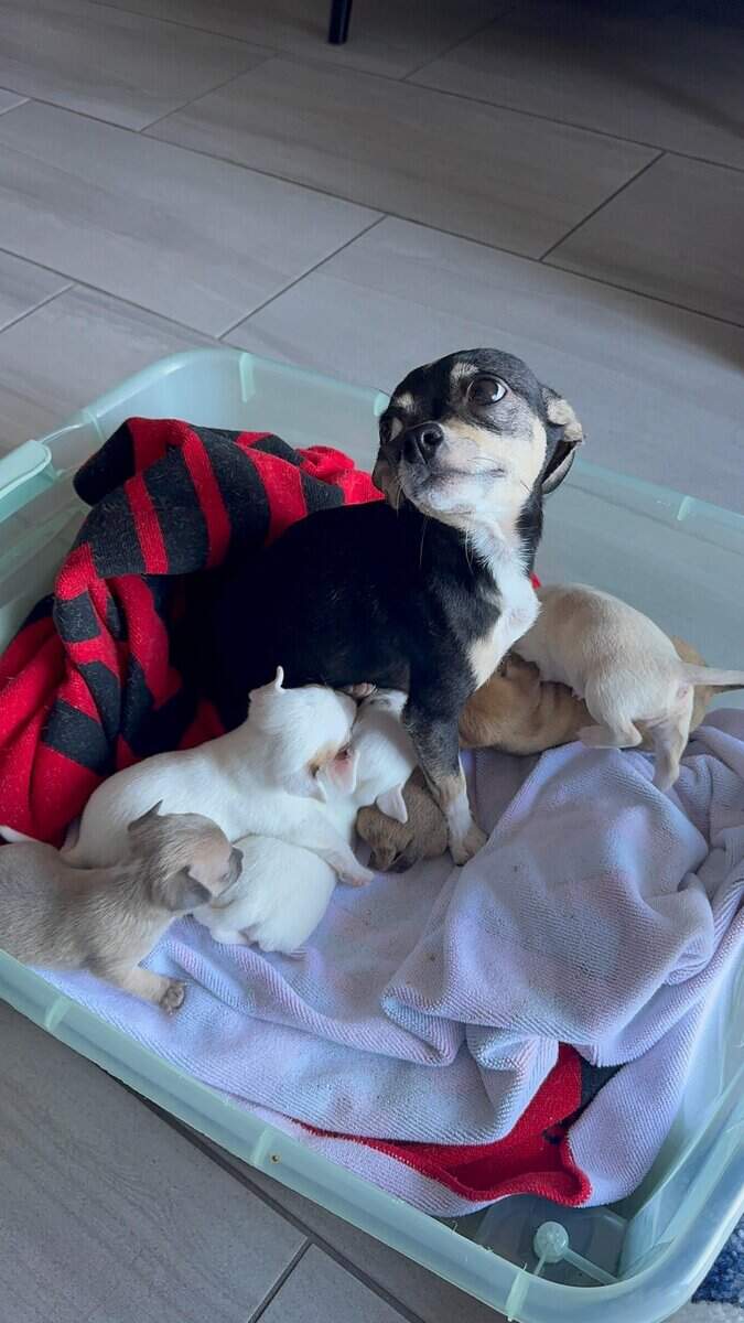 Beautiful Chihuahua puppies image 9