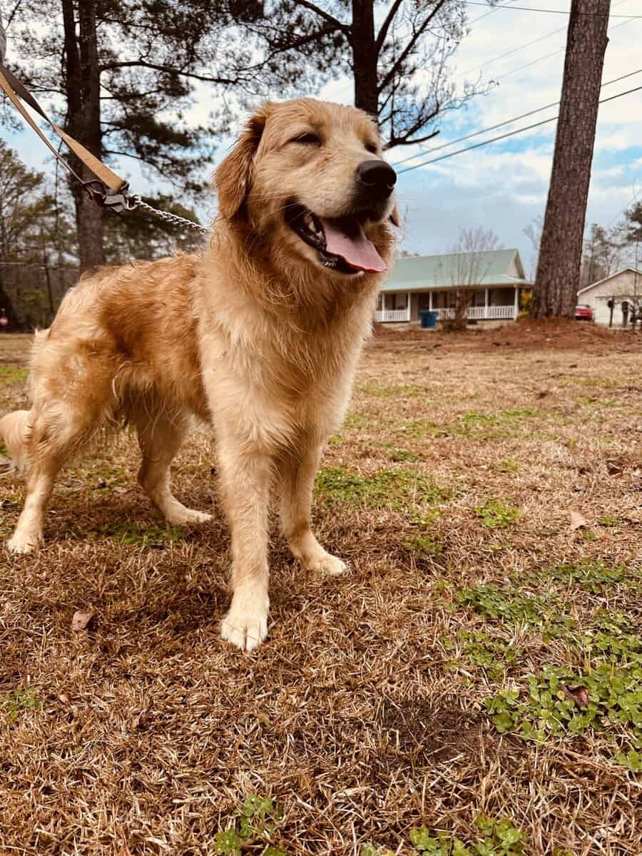 Golden Retriever image 10