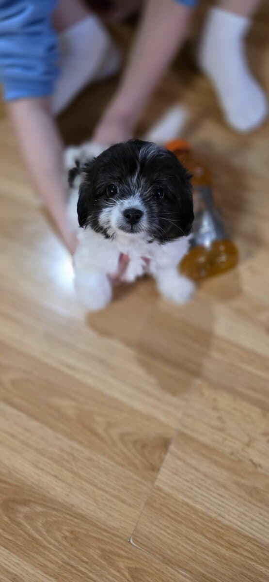 2 Shitzu/bichan and Toy Aussie/Pomeranian puppies image 2