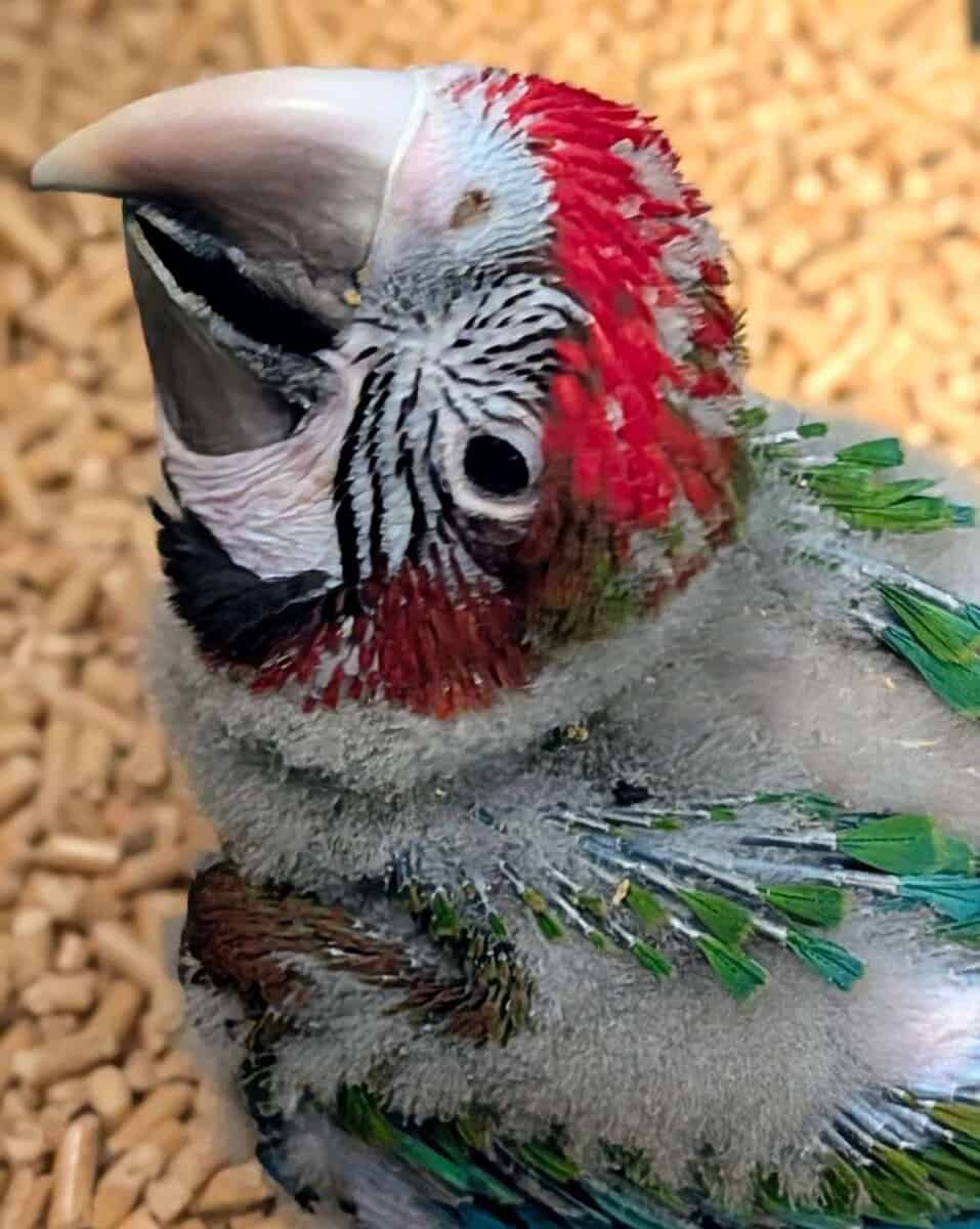 Rare Jubilee Macaw Super Sweet With Vibrant Colors image 4