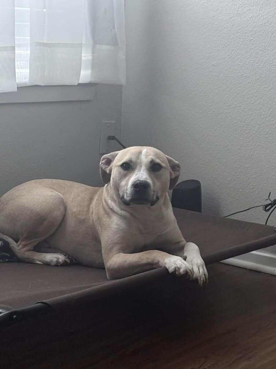 Free dog image 1